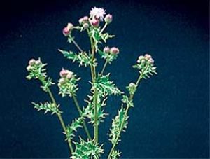 WEED PREVENTION AND REMOVAL